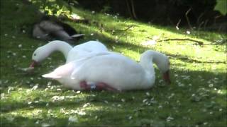 Coscoroba Swan [upl. by Ardnos]