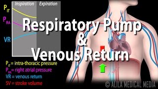 How Respiratory Pump Affects Venous Return Animation [upl. by Tnomed115]