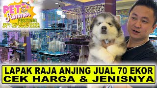 Raja Anjing Jual 70 Ekor Anjing Ras  Ini Harga amp Jenisnya  Kenzo Pet House The King Of Dogs [upl. by Niroc]