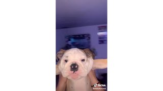 WAKEY WAKEY ITS TIME FOR SCHOOL TIKTOK AUDIO PETS EDITION [upl. by Naitsabas]