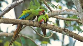 Guacamaya Verde Limón Cantando Sonido para Llamar El Mejor [upl. by Pfeifer]