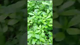 Pirali Paleng sag in my kitchen garden 🏫🏡🌿🌱🍀☘️ please subscribe ♥️♥️♥️ [upl. by Asiela]