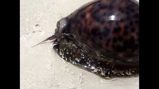 Cypraea Tigris  Tigerschnecke [upl. by Wandie]