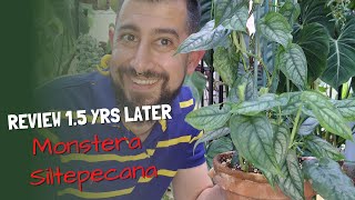 Monstera Siltepecana Review  15 Years Later  Is it an easy silver folliage houseplant [upl. by Sanfo]