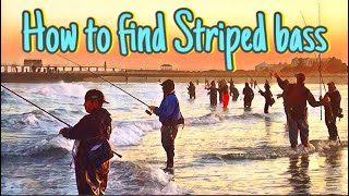 How to find Striped Bass [upl. by Steffin]