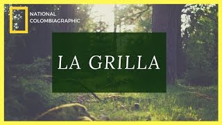 Whats a grilla in Colombia  Learn Colombian Slang Words [upl. by Venu]