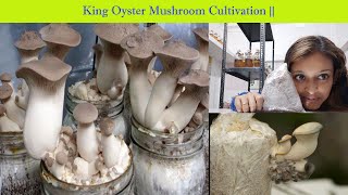 King Oyster Mushroom Cultivation [upl. by Ayarahs]