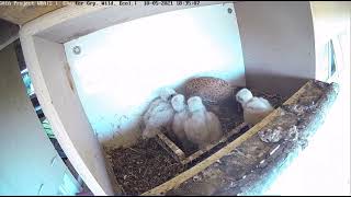 Israel Common Kestrel Nest Cam 51021 [upl. by Bonine97]