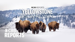 Yellowstone Bison Revival  CBS Reports [upl. by Otsirc]