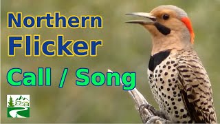 Northern flicker call  song  sounds  Woodpecker Bird [upl. by Anav]