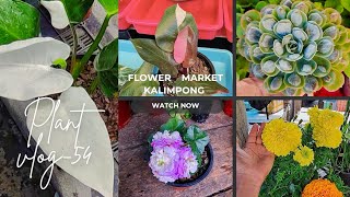 Flower Market Kalimpong 🌻🪻 🪴 Plant Selling Vlog54  Haat Bazar [upl. by Ariahs]