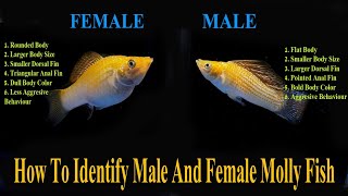 How To Identify Male And Female Molly Fish [upl. by Sterne]