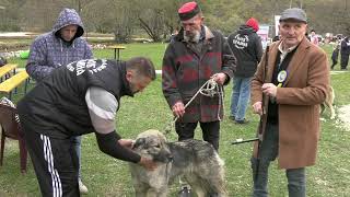 OCJENJIVAČKA SMOTRA PASA ŠARPLANINACA JEZERO 2024  YUGOSLAVIAN SHEPHERD DOG [upl. by Darrow]