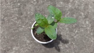 Germinar Semillas de GIRASOL METODO ULTRARAPIDO Como Cultivar Girasoles Sembrar Las Pipas [upl. by Enelyahs595]