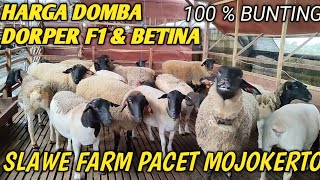 HARGA DOMBA DORPER F1 amp DOMBA  BUNTING di SLAWE FARM MOJOKERTO [upl. by Icnarf]