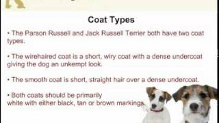 Jack Russell Terrier and Parson Russell Terrier  Are They Two Different Dog Breeds [upl. by Norok264]