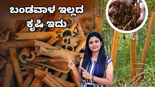 How To Start Cinnamon Farming Zero Investment Dalchini Farming In Kannada  ದಾಲ್ಚಿನ್ನಿ ಚಕ್ಕೆ ಕೃಷಿ [upl. by Aihsrop863]