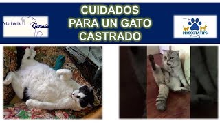 ¿QUE CUIDADOS NECESITA UN GATO CASTRADO [upl. by Oriane]