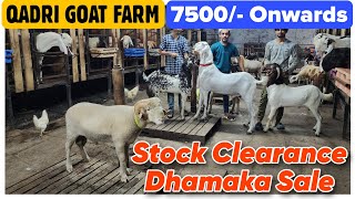 7500 Onwards Stock Clearance At QADRI GOAT FARM  Saste Bakra Bakri Aur Mende In Bhiwandi [upl. by Aleahpar]