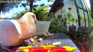 A grackle drops by and startles Big Jim Birds bird [upl. by Iams]