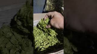 Drying Hops Part2 hops  brewing [upl. by Miguelita]