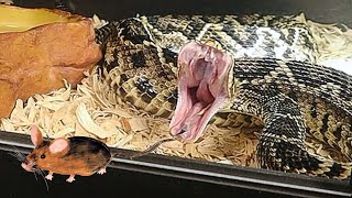 Eastern Diamondback Rattlesnake Hunts Down Giant Prey [upl. by Nnylrebma95]