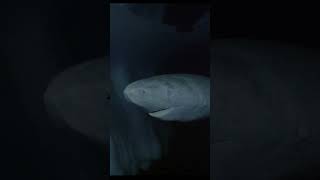 Greenland Shark Fact facts funfacts interestingfacts [upl. by Yesdnil]