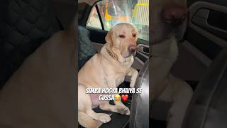 Car Ki Window Nhi Khuli😂❤️ vlog ytshortsindia dogshorts labradorlovers minivlog [upl. by Rice694]