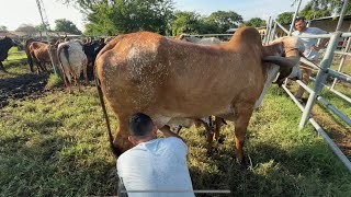 Ordeñando la vaca Gyr recién parida [upl. by Annaoi]