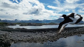 Drone attack on Lofoten Islands 4k 2024 Part 1 [upl. by Romano205]