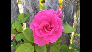 How to Prune a Climbing Rose Trish The Gong Gardener [upl. by Ceevah255]