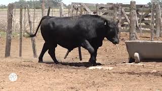 EL PORVENIR  ANGUS RP 304 PP [upl. by Yenruogis]