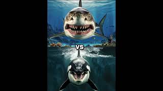 Killer Orca Whale vs Megalodon vs  Dolphin shark blue whale turtle seal octopus [upl. by Euqimod]