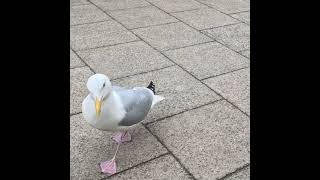 Southwold Seagull hoping to get a a scrap of food [upl. by Nagud]