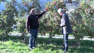 Cette année pommes et poires permettent aux producteurs valaisans de gagner leur vie [upl. by Helgeson]