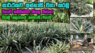 අන්නාසි වගාව මුල සිට අග දක්වා I Annasi wagawa I pineapple cultivation I අන්නාසි වගාව [upl. by Annawot]