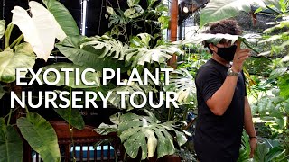 Plant Nursery Tour of Little Botany  Exotic plants amp aroids collection Singapore [upl. by Behka]