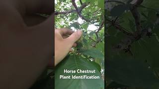 Horse Chestnut Plant Identification  Medicinal Plants 🕊 herbalism foraging [upl. by Gio]