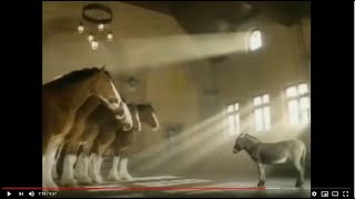 Budweiser Clydesdales Commercial Compilation [upl. by Ahsikit]