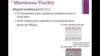 054Lipid Bilayer amp Membrane Fluidity [upl. by Genaro895]