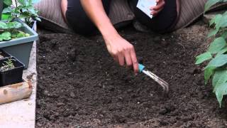 Spacing for Planting Romaine Lettuce  The Chefs Garden [upl. by Liv]