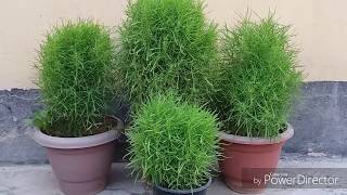 How to grow and care for kochia  burning bush [upl. by Ecnirp]