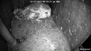 AvaTheBarnOwl Calls to Beau And Gets In Mating Position Owl Box C  122723  819 pm [upl. by Damien]