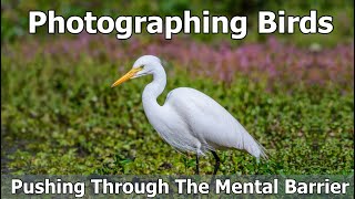 Photographing Birds  Pushing Through The Mental Barrier [upl. by Takara478]