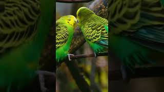 A Love Story of Two Budgerigars [upl. by Ecinrev27]