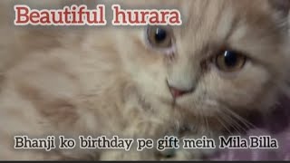 longvideobhanji ko gift mein Mila Billabehad pyara Naam huraira 🐈‍⬛khushboo vlog🐈‍⬛♥️🐈‍⬛ [upl. by Mimajneb]