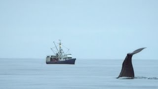 Sperm whales steal from a fishing boat  Alaska Earths Frozen Kingdom  Episode 1  BBC Two [upl. by Nissie]