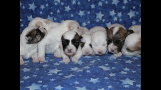 Coton de Tulear Puppies For Sale  Kaley 32423 [upl. by Ricardo]