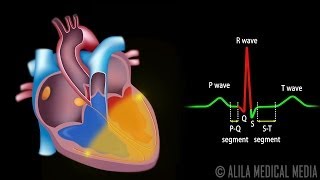 Cardiac Conduction System and Understanding ECG Animation [upl. by Brandea980]