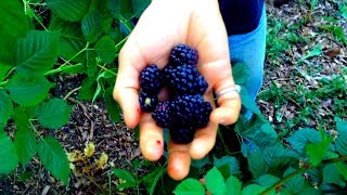 Thornless Blackberry  Delicious and Productive [upl. by Darya]